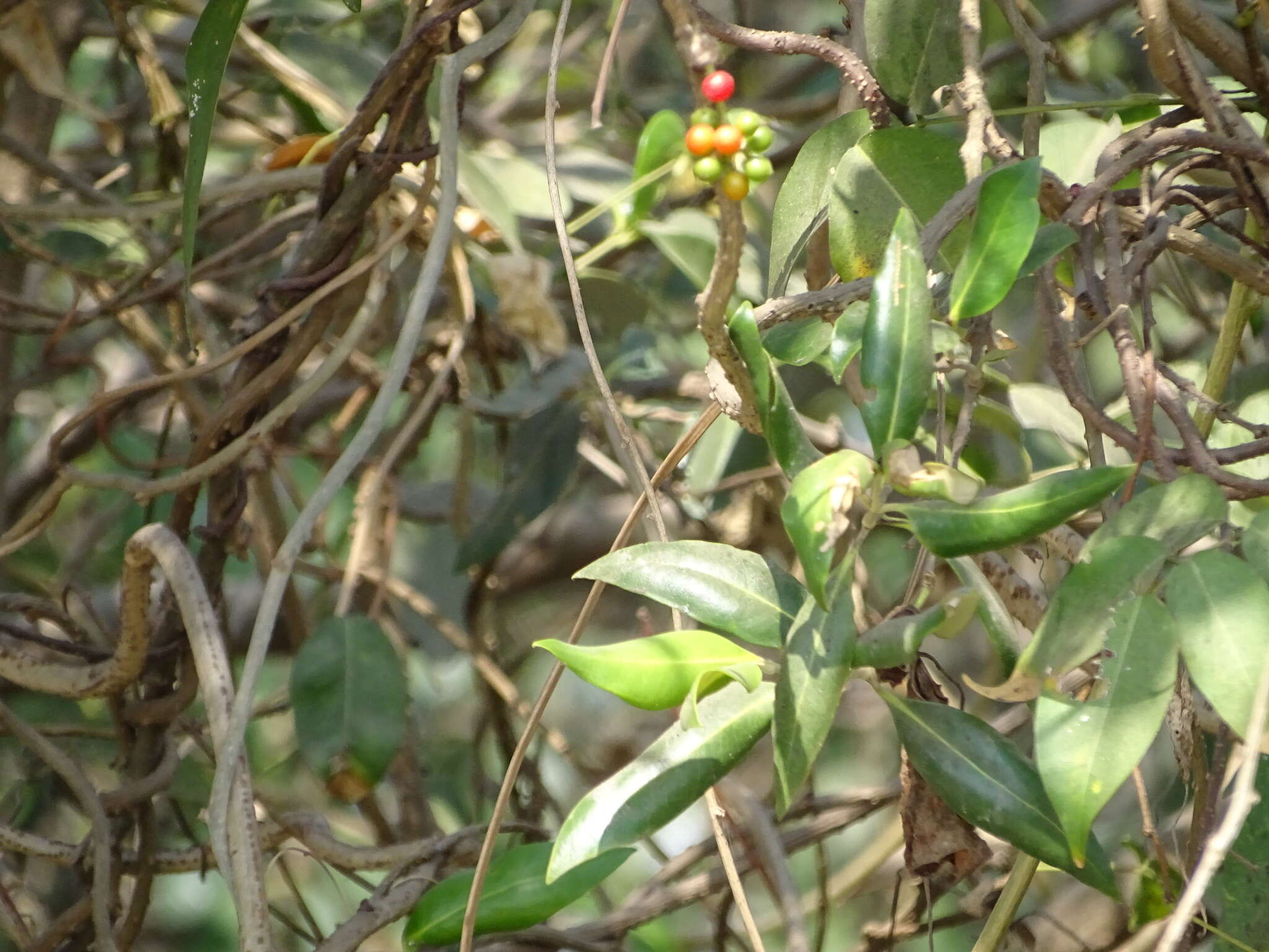 Image of Tinospora cordifolia (Willd.) Miers
