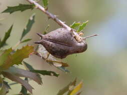 Imagem de Hakea florida R. Br.