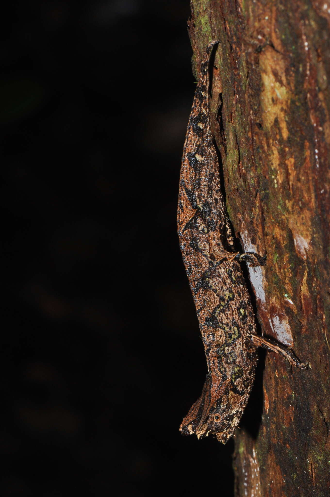 Image of Perinet Leaf Chameleon