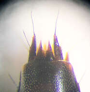 Image of Tachinus (Tachinus) fumipennis (Say 1832)