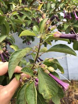 Image of Iochroma cyaneum (Lindl.) M. L. Green