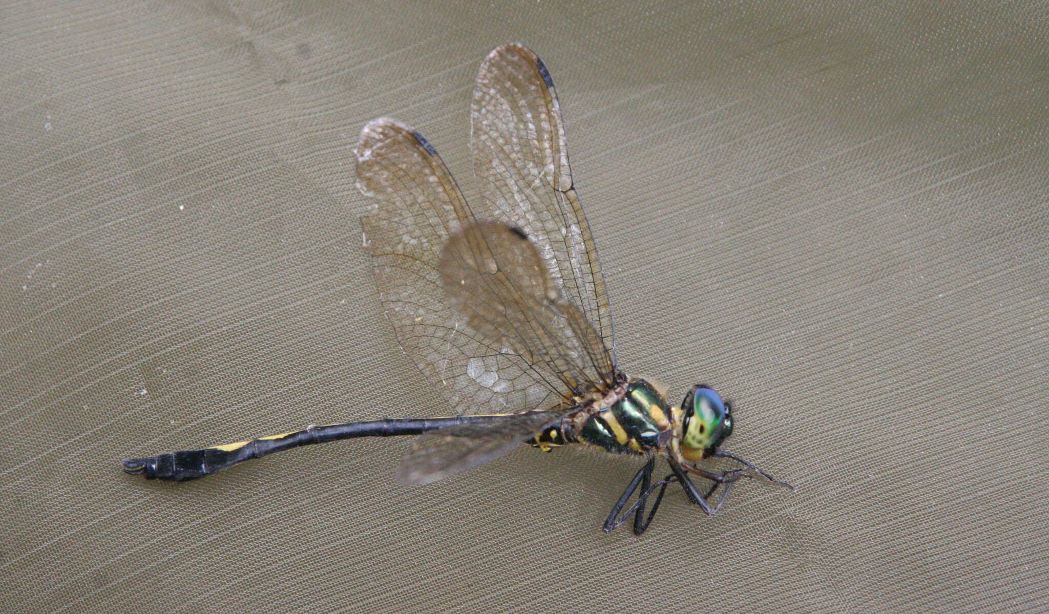 Image of Macromidia genialis Laidlaw 1923