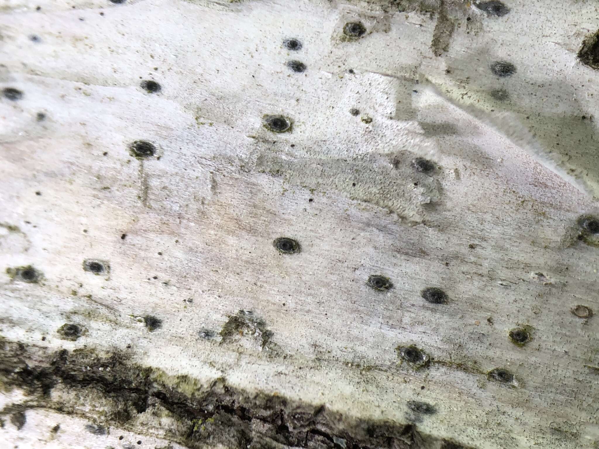 Image of birchbark dot lichen