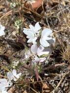 Image of dwarf western rosinweed