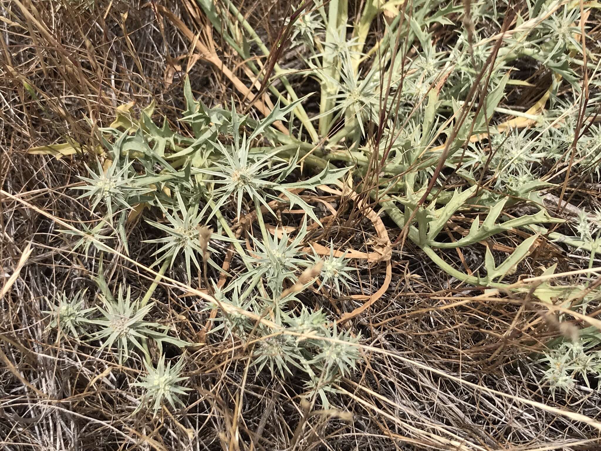 Image de Eryngium aristulatum subsp. parishii (Coulter & Rose) R. M. Beauchamp