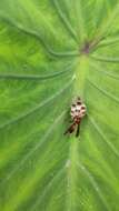 Image of Polistes veracrucis Richards 1978