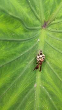 Image of Polistes veracrucis Richards 1978