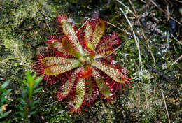 Drosera montana var. tomentosa (St. Hil.) Diels的圖片