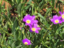 Image of Calandrinia balonensis Lindl.