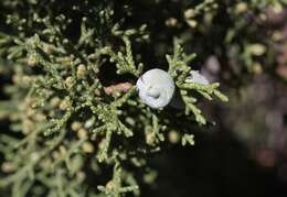 Imagem de Juniperus californica Carrière