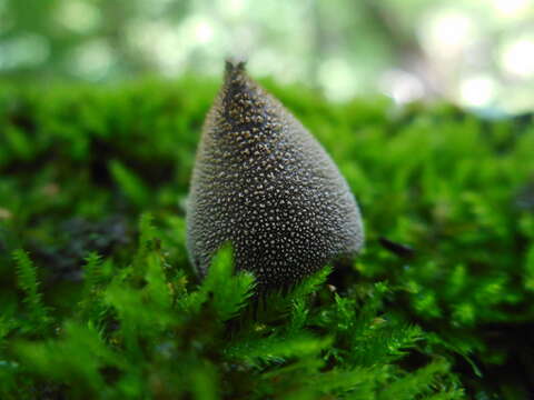 Image of <i>Bryoperdon acuminatum</i>