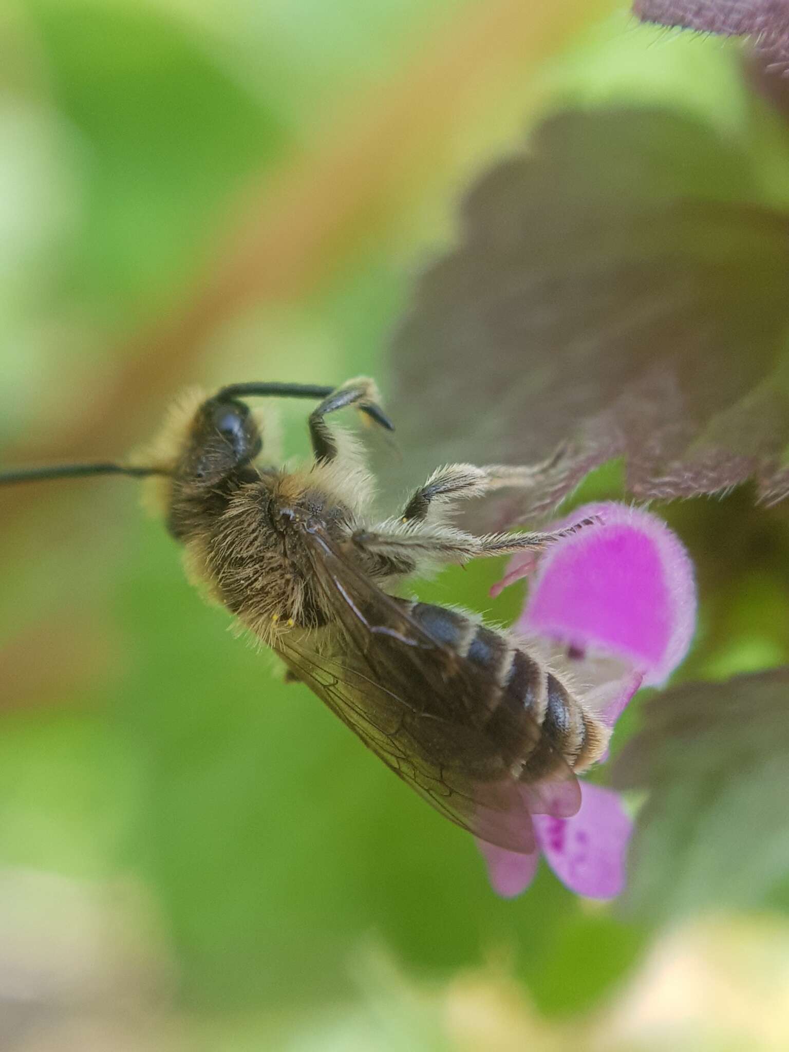 Image of Andrena ovatula (Kirby 1802)