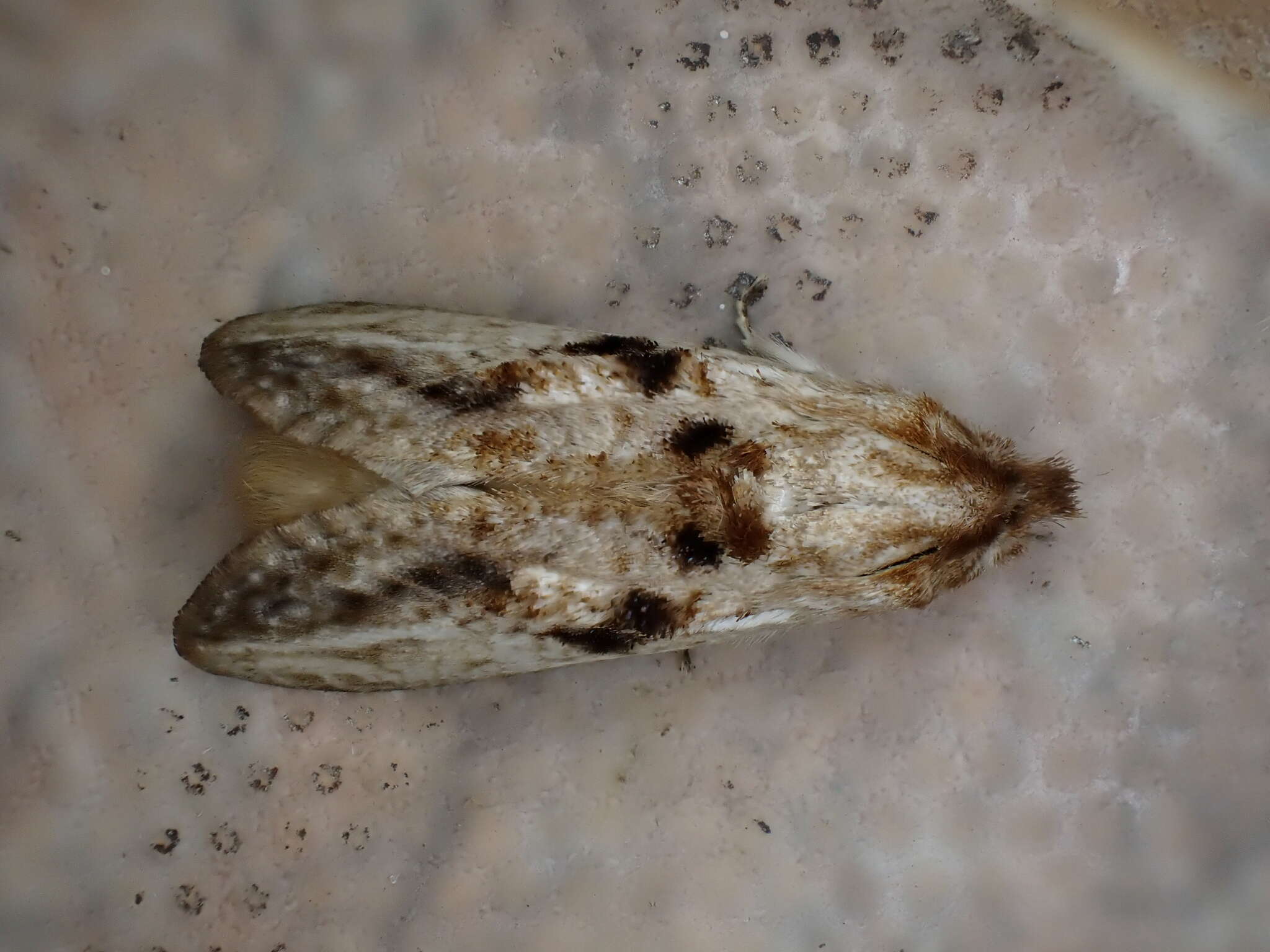Image of <i>Spinulata acutipennis</i> (Schaus 1905)
