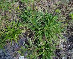 Image of longleaf sunflower