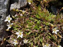 Image of Minuartia recurva (All.) Schinz & Thell.