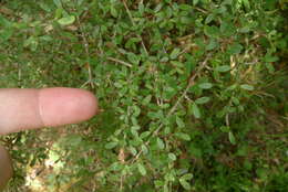 صورة Coprosma dumosa (Cheeseman) G. T. Jane