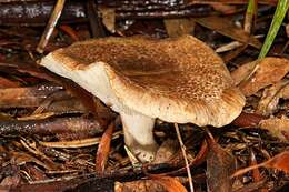 Clitocybe eucalyptorum Cleland 1931 resmi