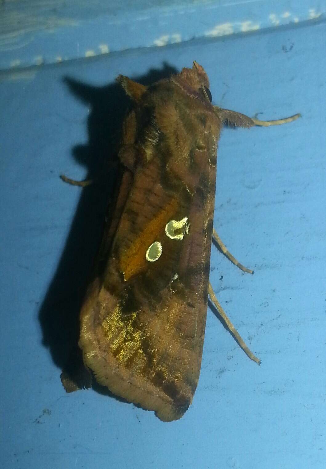 Image of Two-spotted Looper Moth, Twin Gold Spot