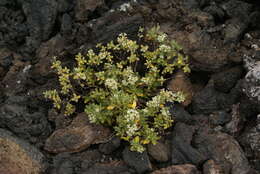 Image of Bystropogon origanifolius L'Hér.