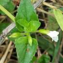 Image of Torenia thouarsii (Cham. & Schltdl.) Kuntze