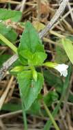 Plancia ëd Torenia thouarsii (Cham. & Schltdl.) Kuntze