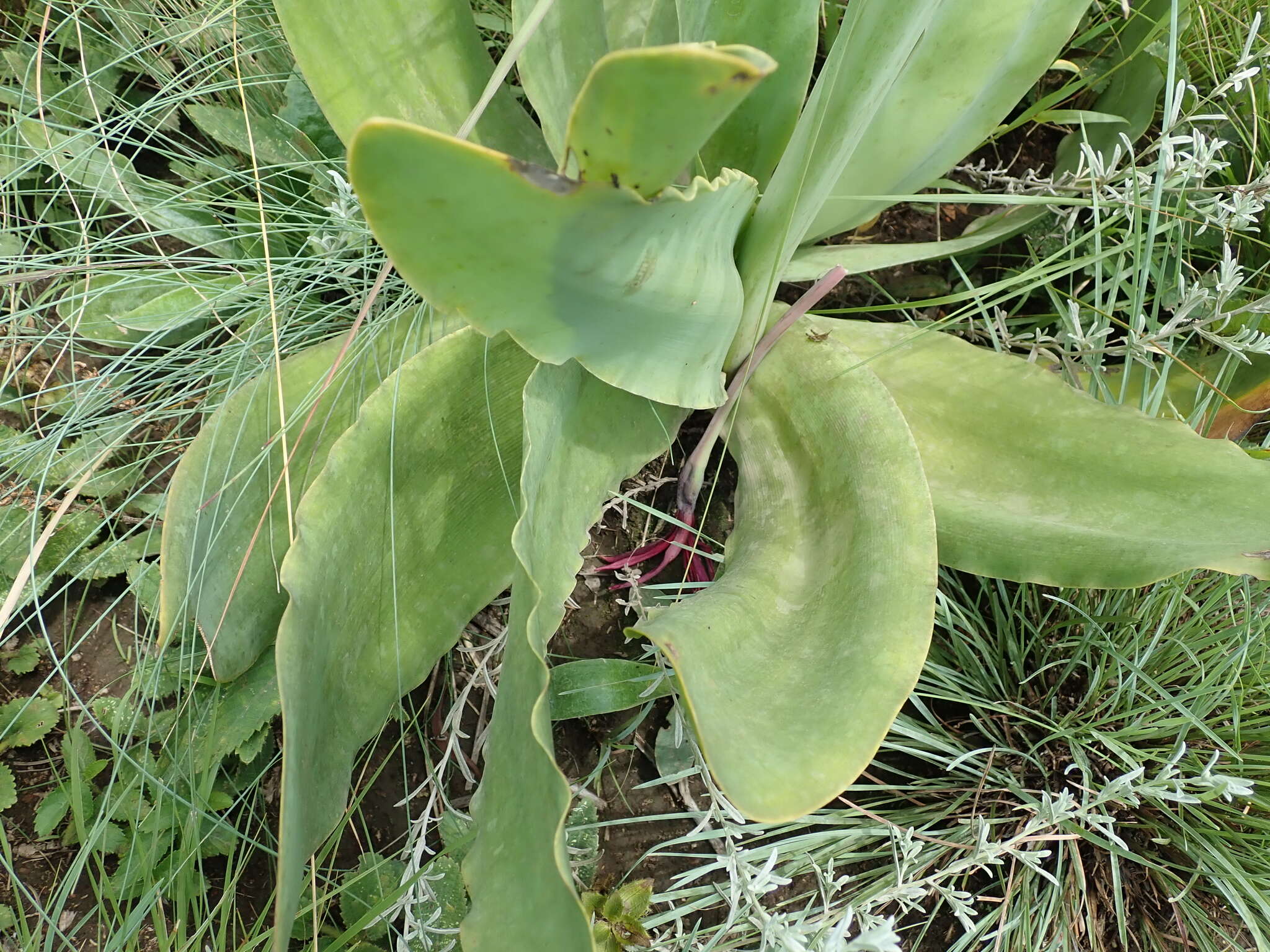 Слика од Brunsvigia undulata F. M. Leight.