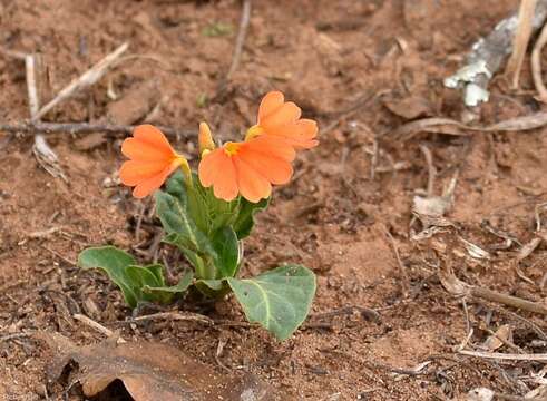 Image of Crossandra fruticulosa Lindau