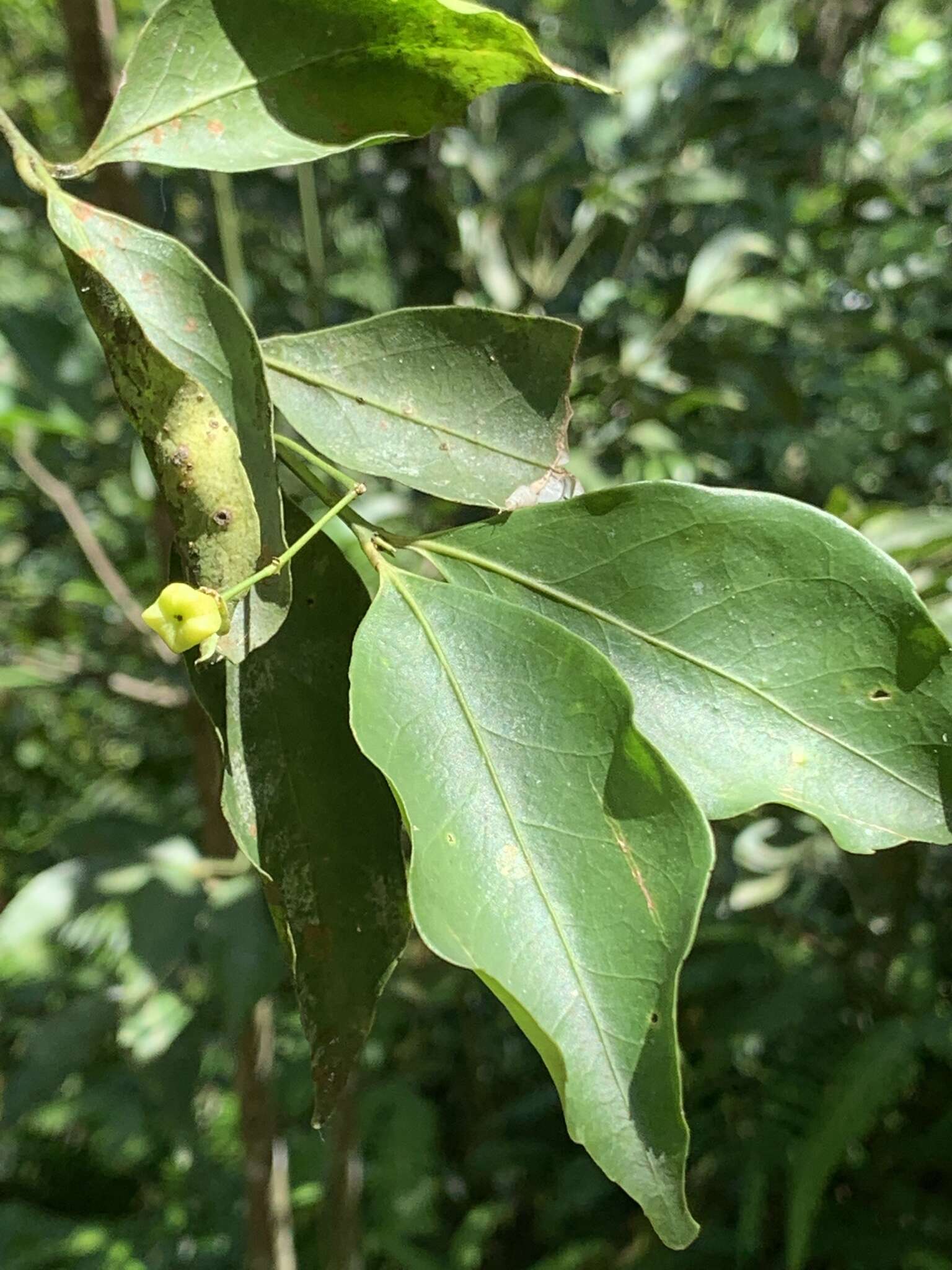 Imagem de Euonymus laxiflorus Champ. ex Benth.