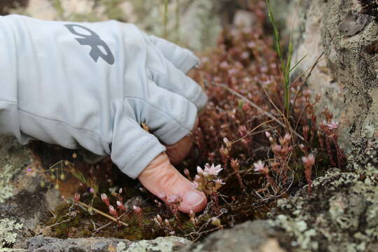 Image of Sedum arenarium Brot.