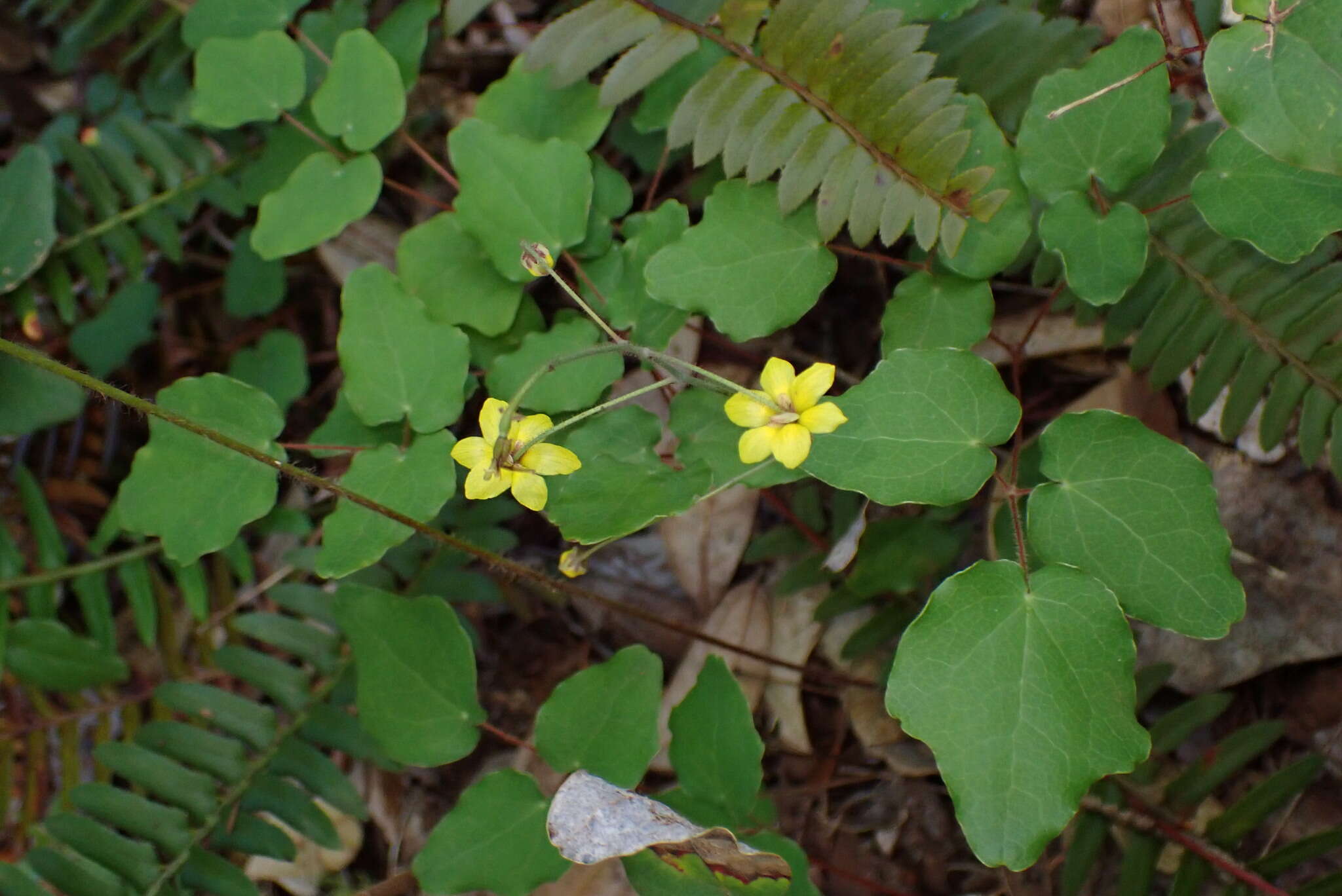 Image of golden insideout flower