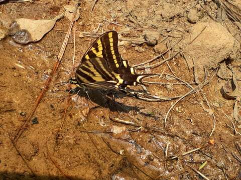 Sivun Papilio pilumnus Boisduval 1836 kuva