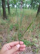 Image de Festuca subverticillata (Pers.) E. B. Alexeev