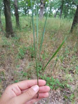 Image of Nodding Fescue