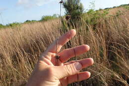 Image of swamp sunflower