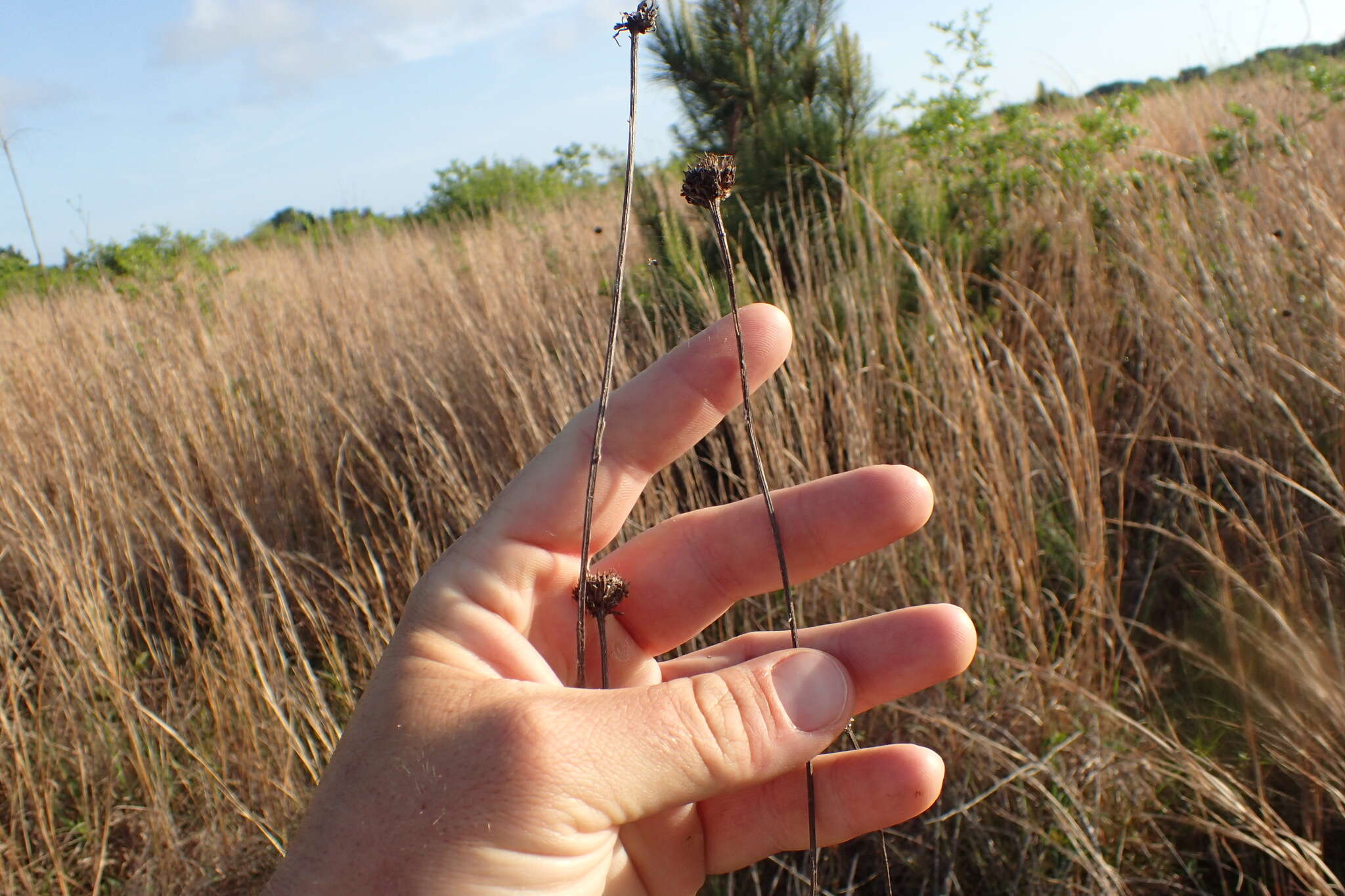 Image of swamp sunflower