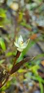 Image of Thelymitra purpureofusca Colenso