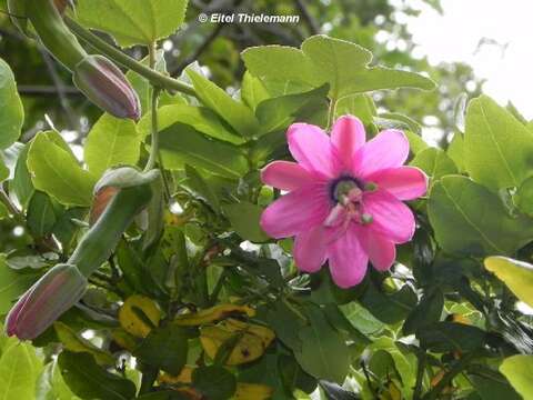 Image of Passiflora rosea (Karsten) Killip