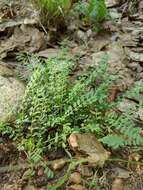 Image of Ozark milkvetch