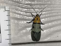 Image de Vitessa glaucoptera Hampson 1906