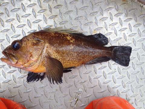 Image of Quillback rockfish