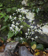 Image of Saxifraga fortunei var. alpina (Matsumura & Nakai) Nakai