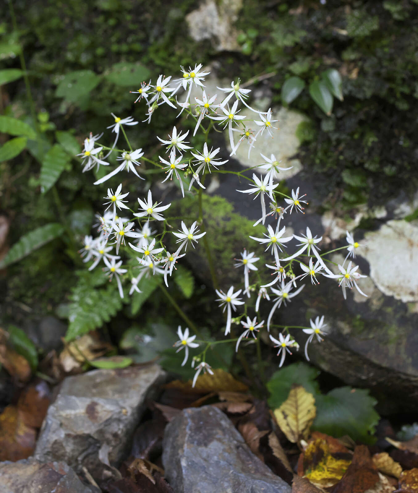 Sivun Saxifraga fortunei var. alpina (Matsumura & Nakai) Nakai kuva