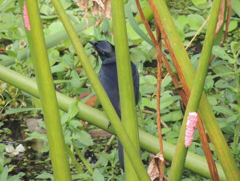 Image of Scrub Blackbird