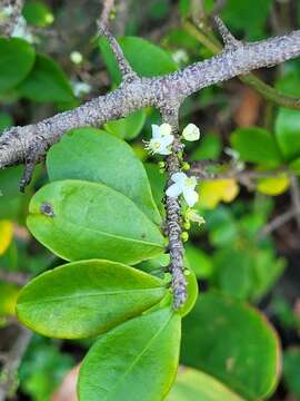 Image of Erythroxylum cumanense Kunth