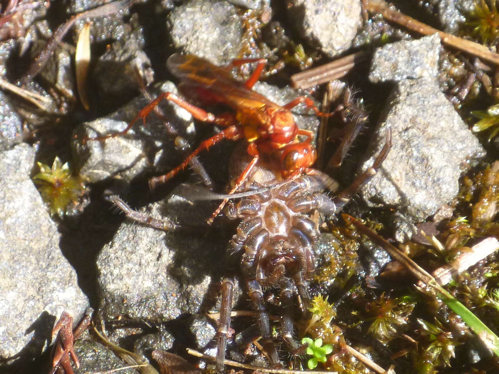 Image of Sphictostethus nitidus (Fabricius 1775)