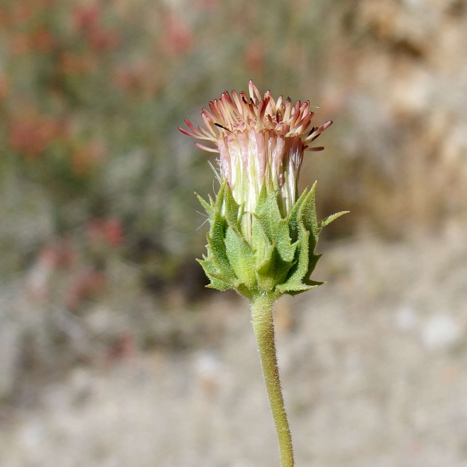 Image of pungent brickellbush