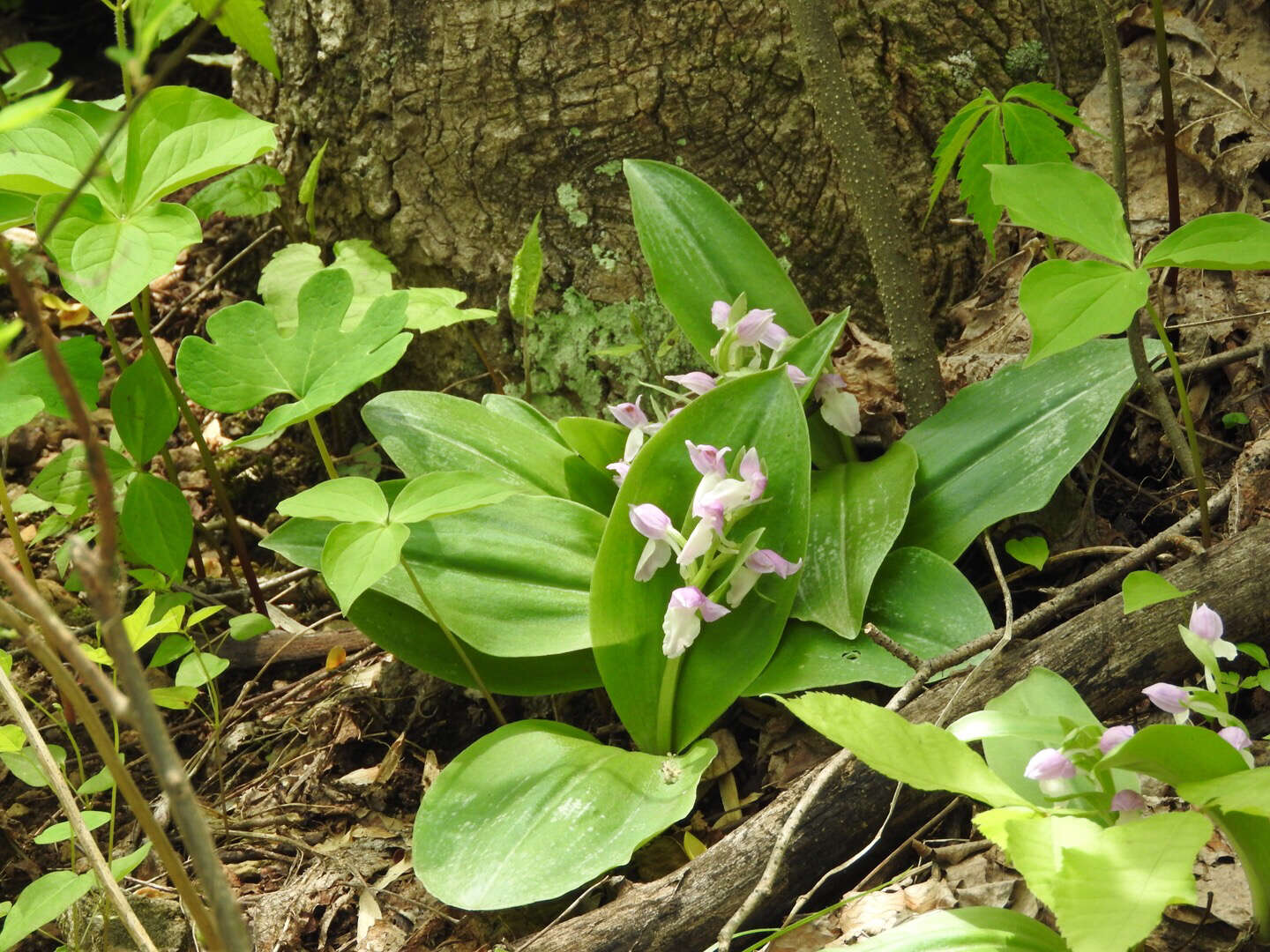 Plancia ëd Galearis spectabilis (L.) Raf.