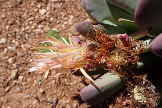 Imagem de Cheiridopsis denticulata (Haw.) N. E. Br.