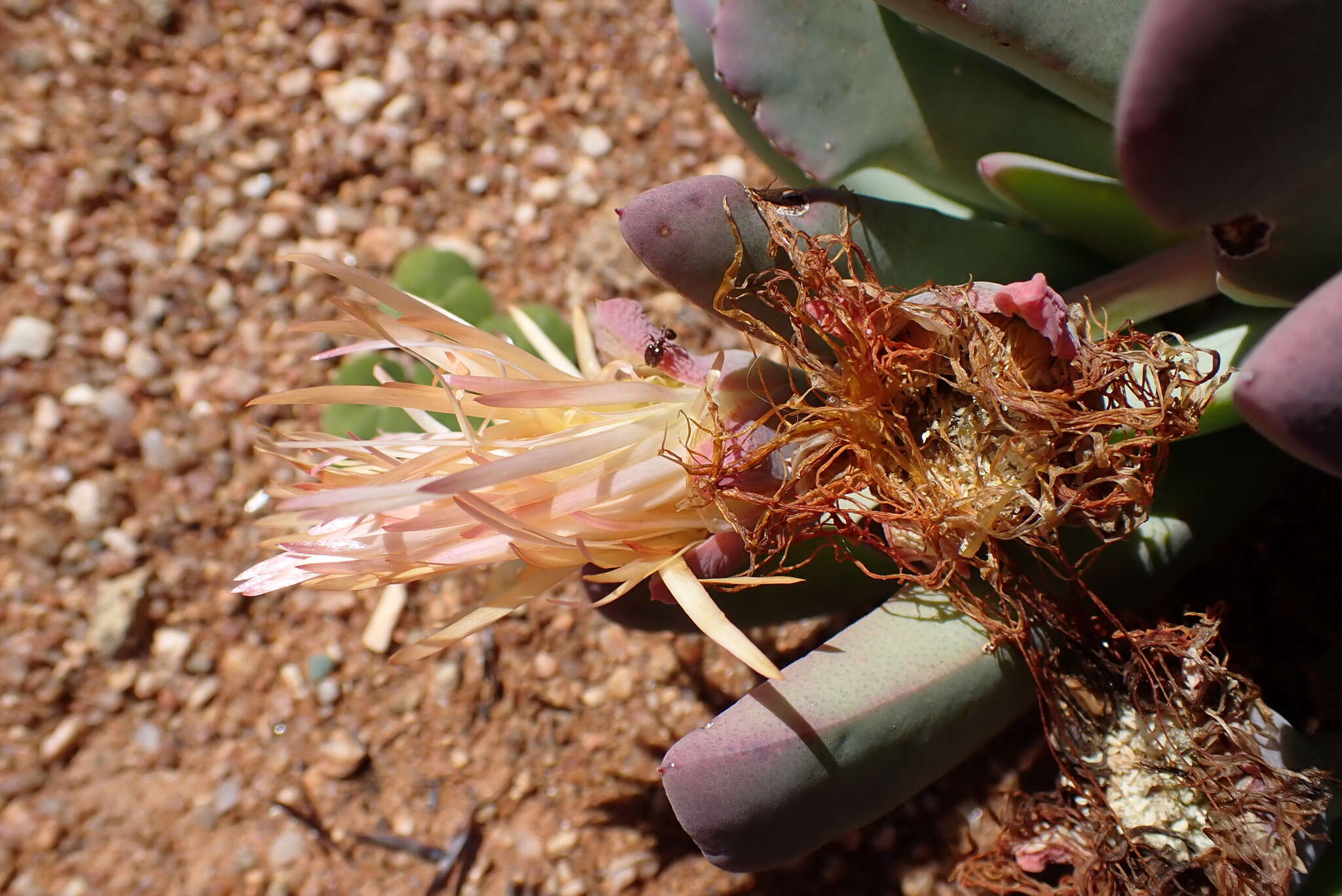 Plancia ëd Cheiridopsis denticulata (Haw.) N. E. Br.