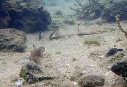 Image of Crested oystergoby